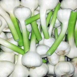موسیر کوهی | کشک خشک با طعم موسیر | کشک محلی | لبنیات | خرید